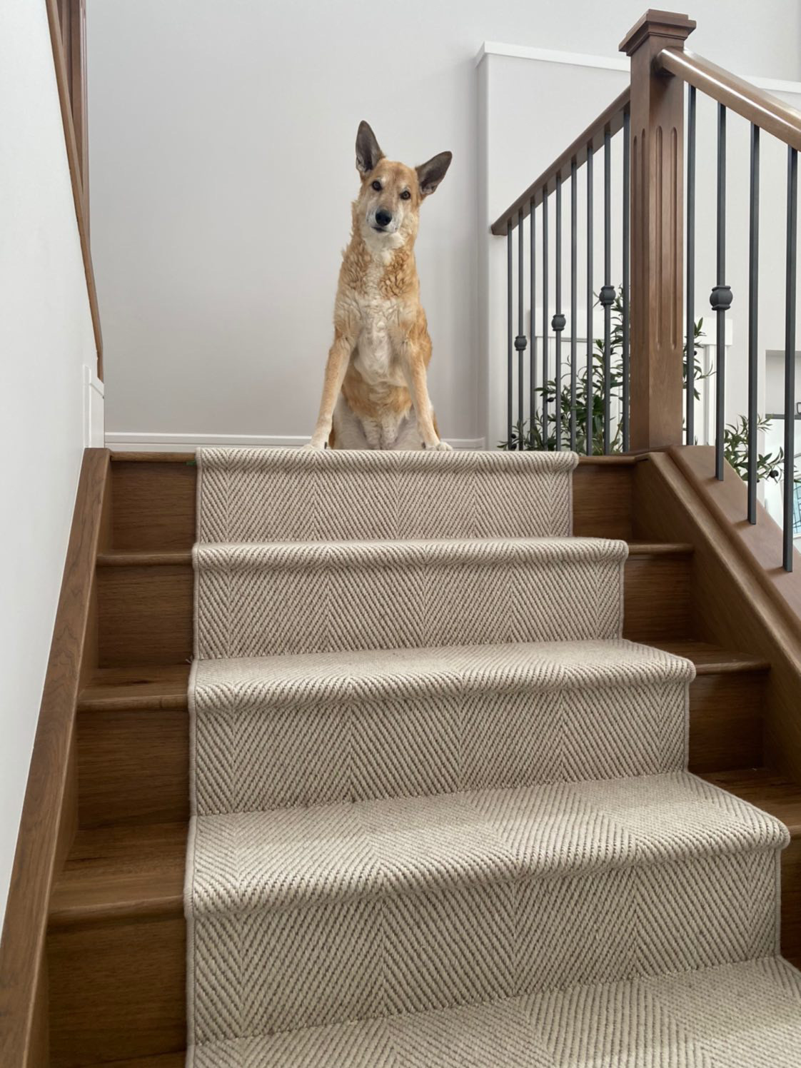Step-Up Your Staircase Style: A Case for the Stair Runner ...